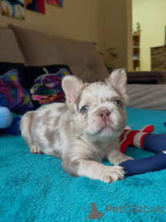 Photo №4. Je vais vendre bouledogue en ville de Brno. éleveur - prix - négocié