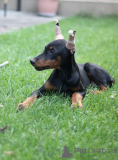 Photos supplémentaires: Chiots Dobermann à vendre