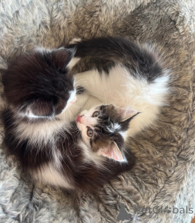 Photo №1. british longhair - à vendre en ville de Dußlingen | 350€ | Annonce № 173912