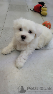 Photo №3. Méliza. Georgia