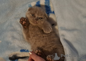 Photos supplémentaires: chatons british shorthair