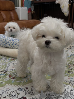 Photo №2 de l'annonce № 165315 de la vente bichon maltais - acheter à L'Autriche éleveur