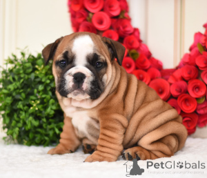 Photo №1. bulldog anglais - à vendre en ville de Los Angeles | 372€ | Annonce №138540