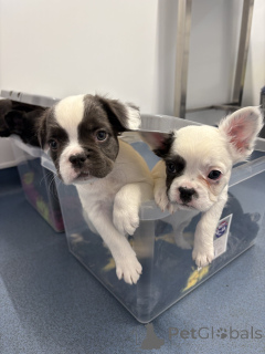 Photo №3. Chiots Bouledogue Français à vendre. La finlande