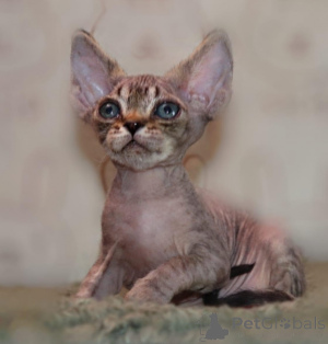 Photo №1. devon rex - à vendre en ville de Lüneburg | 350€ | Annonce № 149189