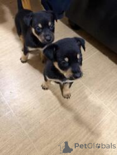 Photo №4. Je vais vendre australian kelpie en ville de Baie d'Apollo. éleveur - prix - négocié