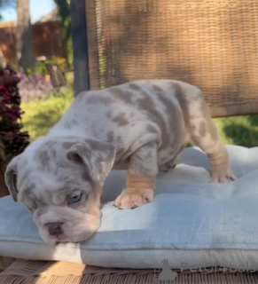 Photo №2 de l'annonce № 175584 de la vente bulldog anglais - acheter à Grèce éleveur