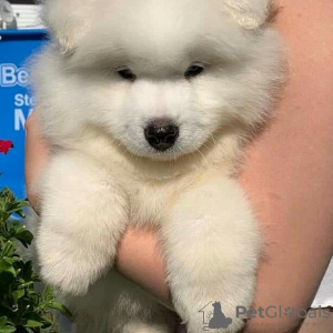 Photo №3. CHIOTS SAMOYED MIGNONS DISPONIBLES À LA VENTE. USA