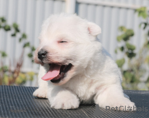 Photos supplémentaires: Chiots West Highland White Terrier filles