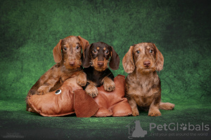 Photos supplémentaires: Teckel à poil dur - chiots teckel, chenil