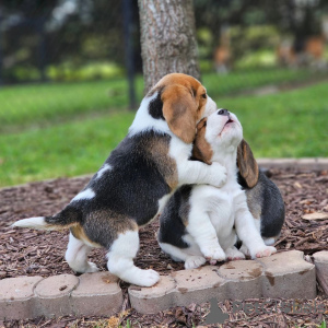 Photos supplémentaires: chiots beagle