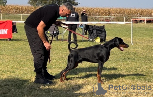 Photos supplémentaires: CHIOTS DOBERMANS