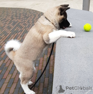 Photo №1. akita (chien) - à vendre en ville de Bratislava | négocié | Annonce №161809