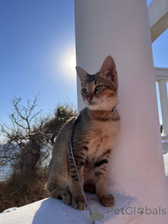 Photo №1. chausie - à vendre en ville de Gelendzhik | 1617€ | Annonce № 155130