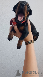 Photo №1. dobermann - à vendre en ville de Belgrade | négocié | Annonce №93669