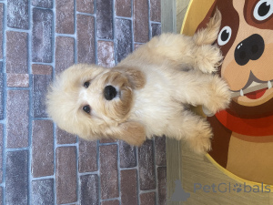 Photo №2 de l'annonce № 159710 de la vente cocker spaniel anglais, caniche (nain) - acheter à Fédération de Russie annonce privée