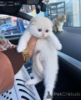 Photo №2 de l'annonce № 167097 de la vente scottish fold - acheter à Allemagne éleveur