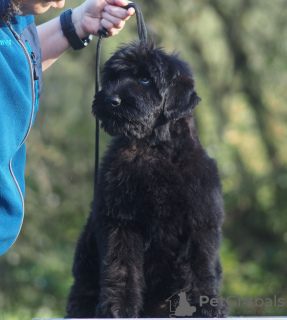 Photos supplémentaires: Vente de chiots Terrier noir russe.