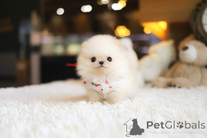 Photo №3. Dean Janet Kay Puppies House. USA