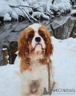 Photo №4. Je vais vendre cavalier king charles spaniel en ville de Zelenograd. éleveur - prix - négocié