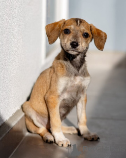 Photo №3. Cinq petits cœurs cherchent un foyer.. Fédération de Russie