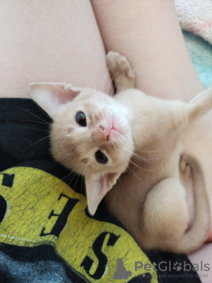 Photo №4. Je vais vendre abyssin en ville de Пылва. de la fourrière - prix - 600€