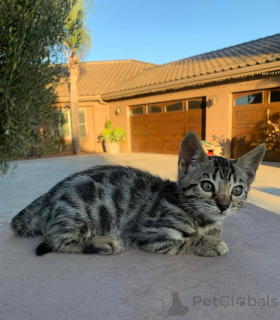 Photo №2 de l'annonce № 152553 de la vente bengal - acheter à Allemagne annonce privée