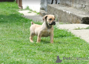 Photos supplémentaires: Chiots Boerboel (Mâtin sud-africain)