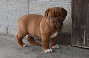 Photo №1. dogue de bordeaux - à vendre en ville de Eindhoven | Gratuit | Annonce №123931