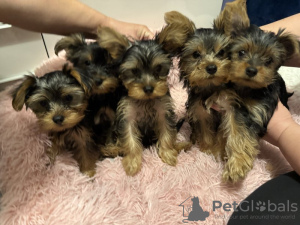 Photo №1. yorkshire terrier - à vendre en ville de Антверпен | 150€ | Annonce №123529