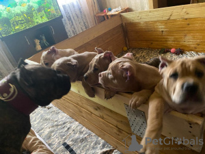 Photo №3. Chiots Bully américains. Fédération de Russie