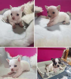 Photo №1. chihuahua - à vendre en ville de Novi Bečej | négocié | Annonce №80645