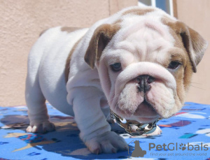 Photo №1. bulldog anglais - à vendre en ville de Houston | 473€ | Annonce №97166