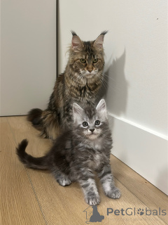 Photo №1. maine coon - à vendre en ville de Magdebourg | négocié | Annonce № 177805