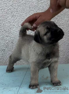 Photo №3. Chiots Kangal turcs. Serbie