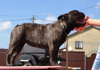 Photo №2 de l'annonce № 4448 de la vente bouledogue - acheter à Fédération de Russie de la fourrière