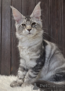 Photo №2 de l'annonce № 163667 de la vente maine coon - acheter à Allemagne éleveur
