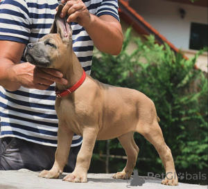 Photo №4. Je vais vendre cane corso en ville de Brême. éleveur - prix - négocié