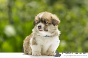 Photo №2 de l'annonce № 55622 de la vente welsh corgi - acheter à Ukraine de la fourrière