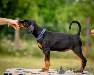 Photos supplémentaires: Chiots Dobermann