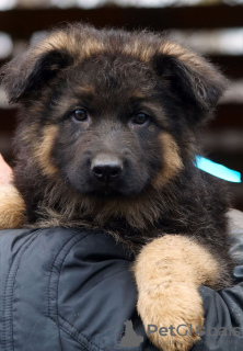 Photos supplémentaires: Magnifiques chiots berger allemand à poil long.