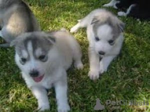 Photo №1. husky de sibérie - à vendre en ville de Texas City | négocié | Annonce №76538