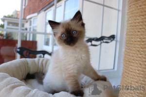 Photo №1. ragdoll - à vendre en ville de Fishers | 331€ | Annonce № 111988