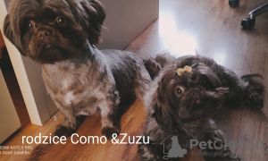 Photo №1. shih tzu - à vendre en ville de bateau | 530€ | Annonce №41364