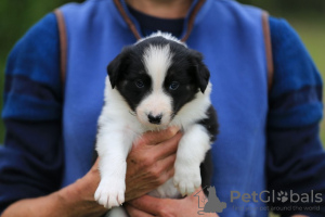 Photo №2 de l'annonce № 118073 de la vente chien bâtard - acheter à Allemagne annonce privée