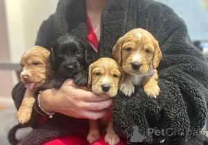 Photo №1. cocker spaniel anglais - à vendre en ville de Coovol | 339€ | Annonce №161334