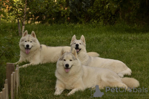 Photo №4. Je vais vendre husky de sibérie en ville de Belgrade. éleveur - prix - négocié