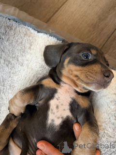 Photo №1. chien bâtard - à vendre en ville de ADÉLAÏDE | 872€ | Annonce №161561