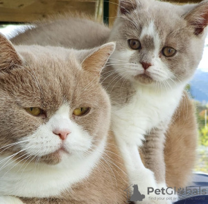 Photo №4. Je vais vendre british shorthair en ville de Munich. annonce privée - prix - 300€