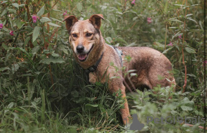 Photo №2 de l'annonce № 25774 de la vente chien bâtard - acheter à Fédération de Russie annonce privée